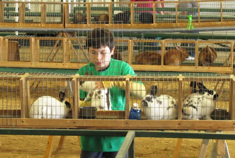 Rabbit Extravaganza in Gatesville